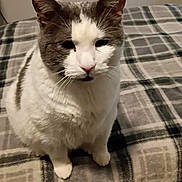 Crescent joined the competition — help win amazing prizes! bed, blanket, cat, close_up, companion, cozy, curious, ears, feline, fur, home, indoor, nose, paw, pet, plaid, portrait, sitting, whiskers, white_and_gray