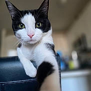 Raven is registered to the contest to win money with this photo: cat, black_and_white, pet, indoor, close_up, paw, green_eyes, curious, feline, whiskers, pink_nose, soft_focus, blurred_background, chair, domestic_animal, playful, portrait, animal, cute, looking_at_camera