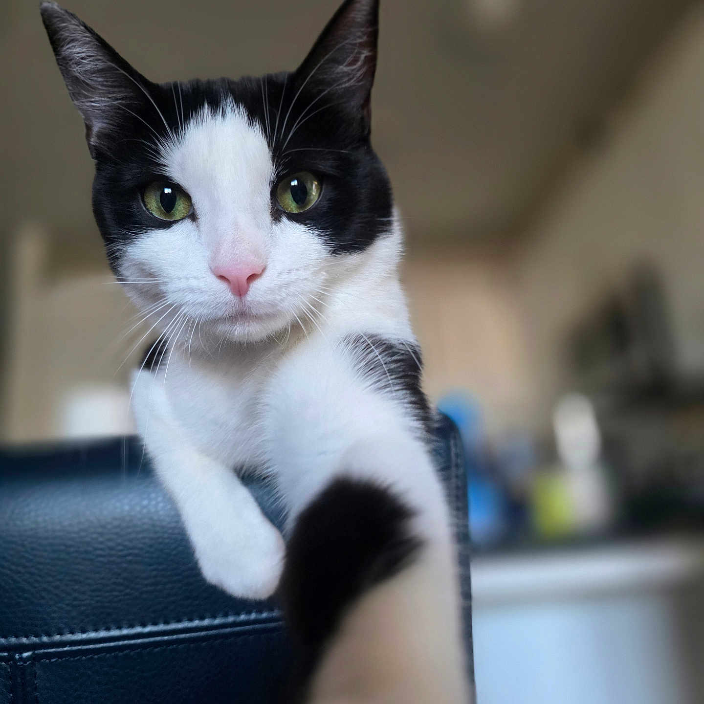 Raven is registered to the contest to win money with this photo: cat, black_and_white, pet, indoor, close_up, paw, green_eyes, curious, feline, whiskers, pink_nose, soft_focus, blurred_background, chair, domestic_animal, playful, portrait, animal, cute, looking_at_camera