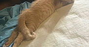Scar is registered to the contest to win money with this photo: kitten, orange_cat, sleeping, bed, blanket, sunlight, cozy, feline, indoor, resting, fur, cute, pet, animal, relaxing, small, adorable, domestic_cat, nap, soft