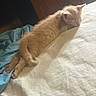 kitten, orange_cat, sleeping, bed, blanket, sunlight, cozy, feline, indoor, resting, fur, cute, pet, animal, relaxing, small, adorable, domestic_cat, nap, soft