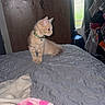 Scar joined the competition — help win amazing prizes! kitten, cat, orange_cat, bed, blanket, collar, indoor, window, curtains, wooden_closet, clothing, furniture, pet, animal, curious, sitting, young_cat, domestic, cozy, home