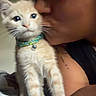 kitten, cat, pet, collar, bell, person, kiss, close_up, indoor, bed, wall, poster, orange_tabby, fur, whiskers, cute, animal, domestic, young, affection