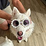 dog, white_dog, sunglasses, daisy_sunglasses, pet, indoor, wooden_floor, happy_dog, smiling_dog, person, arms, holding_dog, cute, playful, two_dogs, canine, animal, companion, funny_glasses, close_up