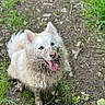 dog, muddy, white_dog, blue_eyes, tongue_out, happy, outdoor, grass, dirt, pet, canine, animal, nature, playful, fur, ears, smiling, looking_up, tongue, messy