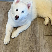 Vicky participe au concours pour gagner de l'argent avec cette photo : dog, white_dog, puppy, lying_down, wooden_floor, heterochromia, blue_eye, pet, indoor, cute, fluffy, canine, animal, ears, fur, paw, nose, looking, young, companion
