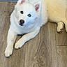 dog, white_dog, puppy, lying_down, wooden_floor, heterochromia, blue_eye, pet, indoor, cute, fluffy, canine, animal, ears, fur, paw, nose, looking, young, companion