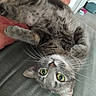 cat, tabby, green_eyes, fur, whiskers, couch, blanket, cushion, indoor, pet, relaxed, lying_down, curious, feline, household, cozy, close_up, domestic_animal, whisker, paw