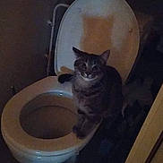 Ruby participe au concours pour gagner de l'argent avec cette photo : cat, toilet, bathroom, tabby_cat, pet, indoor, animal, curious, shadow, toilet_seat, floor, wall, door, low_light, feline, household, restroom, sitting, looking, domestic_animal