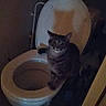 cat, toilet, bathroom, tabby_cat, pet, indoor, animal, curious, shadow, toilet_seat, floor, wall, door, low_light, feline, household, restroom, sitting, looking, domestic_animal