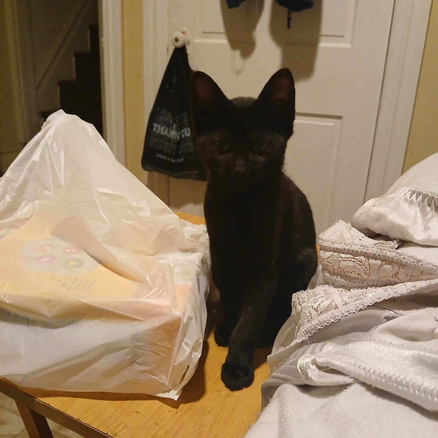 Shadow is registered to the contest to win money with this photo: abyssinian, accessories, animal, bag, bed, bedroom, blackcat, blanket, box, cat, furniture, handbag, hardwood, laundry, pet, plastic, plasticbag, plywood, shelf, wood