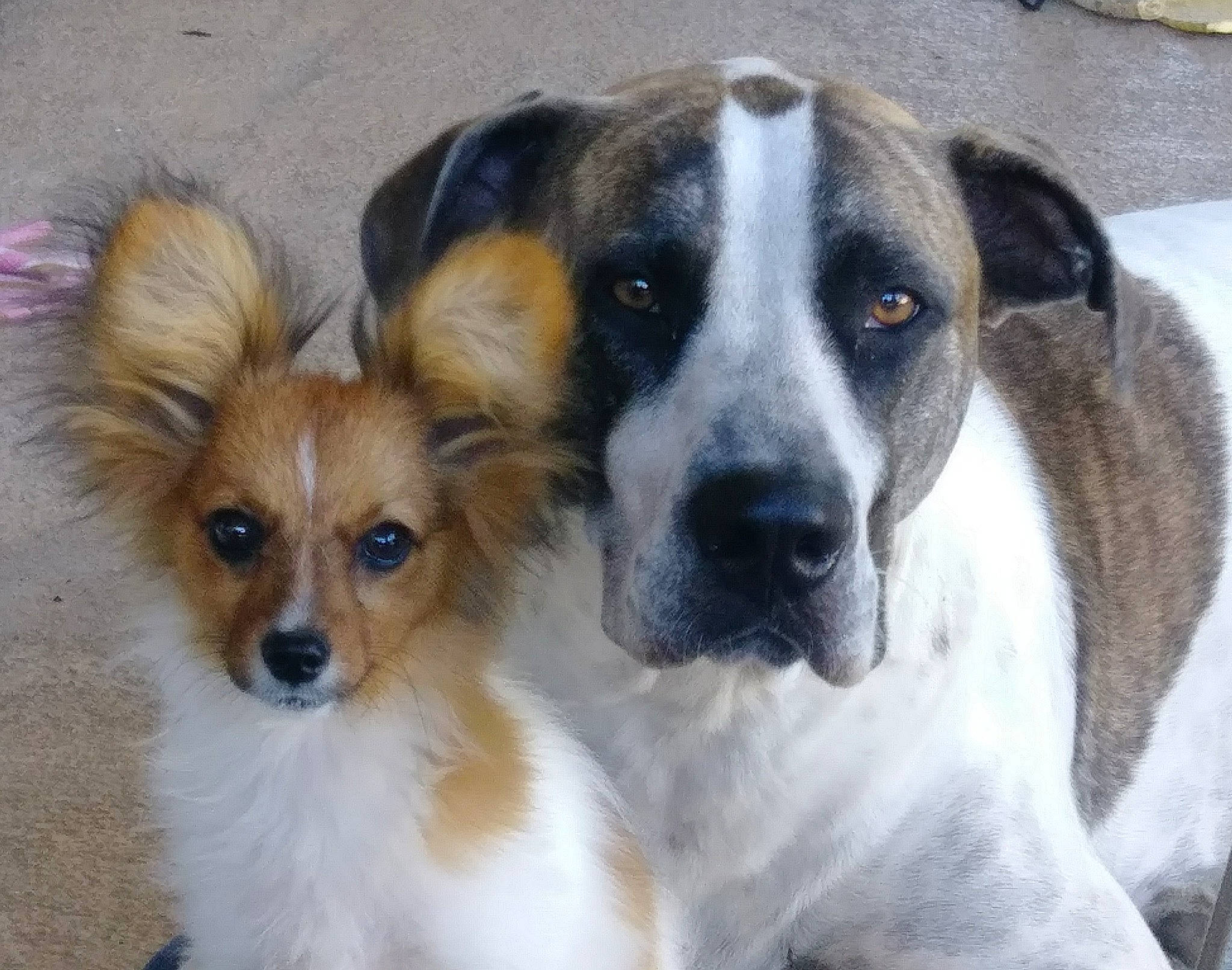 Meep And Bryndol is registered to the contest to win money with this photo: ancient_dog_breeds, canidae, carnivore, companion_dog, dog, dog_breed, mammal, papillon, person, rare_breed_dog, snout, sporting_group, street_dog, vertebrate, whiskers