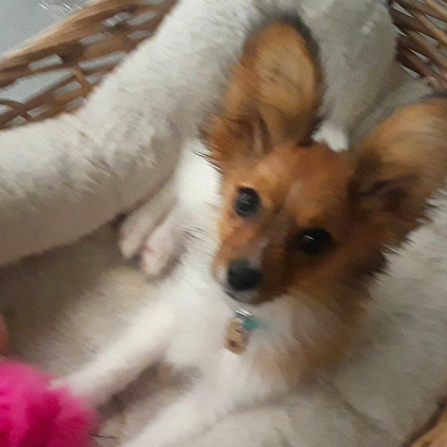 Meep joined the competition — help win amazing prizes! canidae, carnivore, companion_dog, corgi_chihuahua, dog, dog_breed, ear, fawn, mammal, papillon, pembroke_welsh_corgi, pomeranian, puppy, puppy_love, snout, sporting_group, toy_dog, vertebrate, welsh_corgi, whiskers