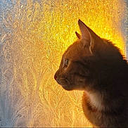 Averie joined the competition — help win amazing prizes! animal, cat, cozy, curious, ears, frost, frozen_patterns, fur, golden_light, indoor, mammal, nature, orange_tabby, pet, profile, silhouette, sunset, warm_light, whiskers, window