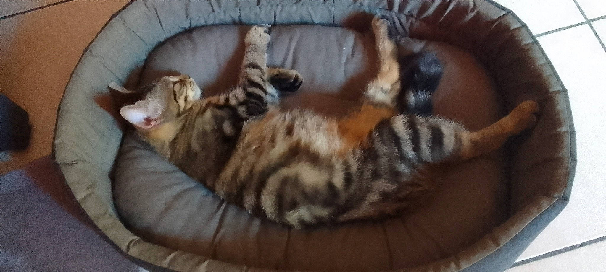 Falbala a rejoint le concours — aidez-le/la à gagner de superbes lots ! brown, carnivore, cat, cat_bed, cat_supply, comfort, couch, domestic_short_haired_cat, felidae, fur, hardwood, nap, room, sleeper_chair, small_to_medium_sized_cats, tail, terrestrial_animal, vertebrate, whiskers, wood