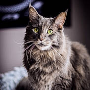 Reznor participe au concours pour gagner de l'argent avec cette photo : cat, gray_cat, fluffy, green_eyes, pet, animal, feline, portrait, indoor, cozy, basket, soft_texture, whiskers, curious, sitting, closeup, domestic_cat, fur, cute, relaxed