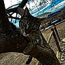 Eddie is registered to the contest to win money with this photo: animal, backyard, branch, cat, closeup, clouds, curious, daylight, fence, grass, green_eyes, mammal, nature, outdoor, pet, sky, tabby_cat, tree, whiskers, wood