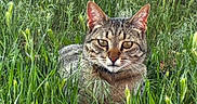 Eddie joined the competition — help win amazing prizes! animal, cat, closeup, ears, eyes, face, feline, fur, grass, greenery, mammal, nature, outdoor, pet, portrait, relaxing, sunlight, tabby_cat, whiskers, wildlife
