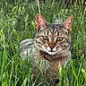 animal, cat, closeup, ears, eyes, face, feline, fur, grass, greenery, mammal, nature, outdoor, pet, portrait, relaxing, sunlight, tabby_cat, whiskers, wildlife