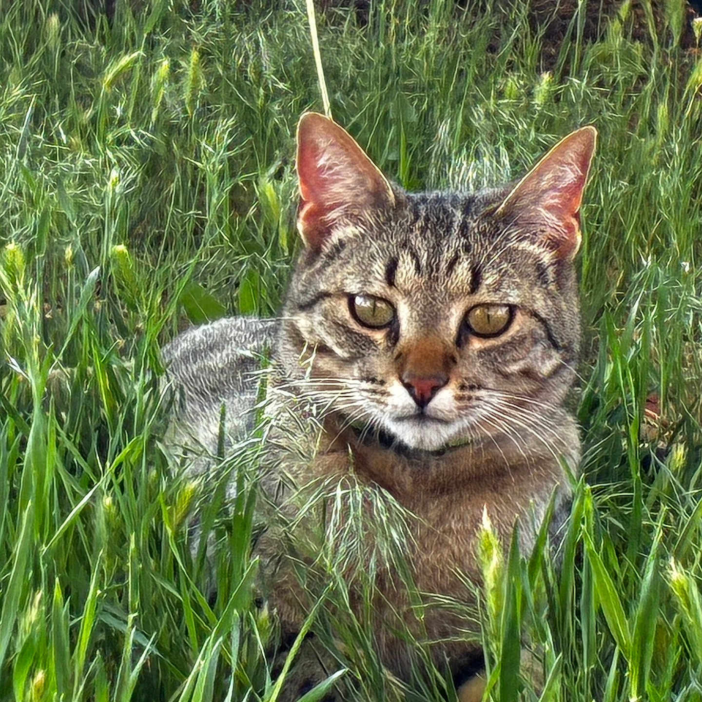 Eddie