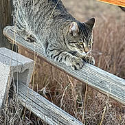 Eddie joined the competition — help win amazing prizes! alert, animal, brown, cat, closeup, crouching, daylight, ears, feline, fur, grass, gray, nature, outdoor, paws, predator, tabby_cat, whiskers, wild, wooden_fence