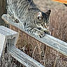 alert, animal, brown, cat, closeup, crouching, daylight, ears, feline, fur, grass, gray, nature, outdoor, paws, predator, tabby_cat, whiskers, wild, wooden_fence