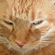 Mew is registered to the contest to win money with this photo: cat, ginger_cat, close_up, fur, whiskers, nose, sleepy, eyes, pet, animal, face, mammal, cute, domestic_cat, feline, portrait, orange_fur, soft_texture, relaxed, indoor