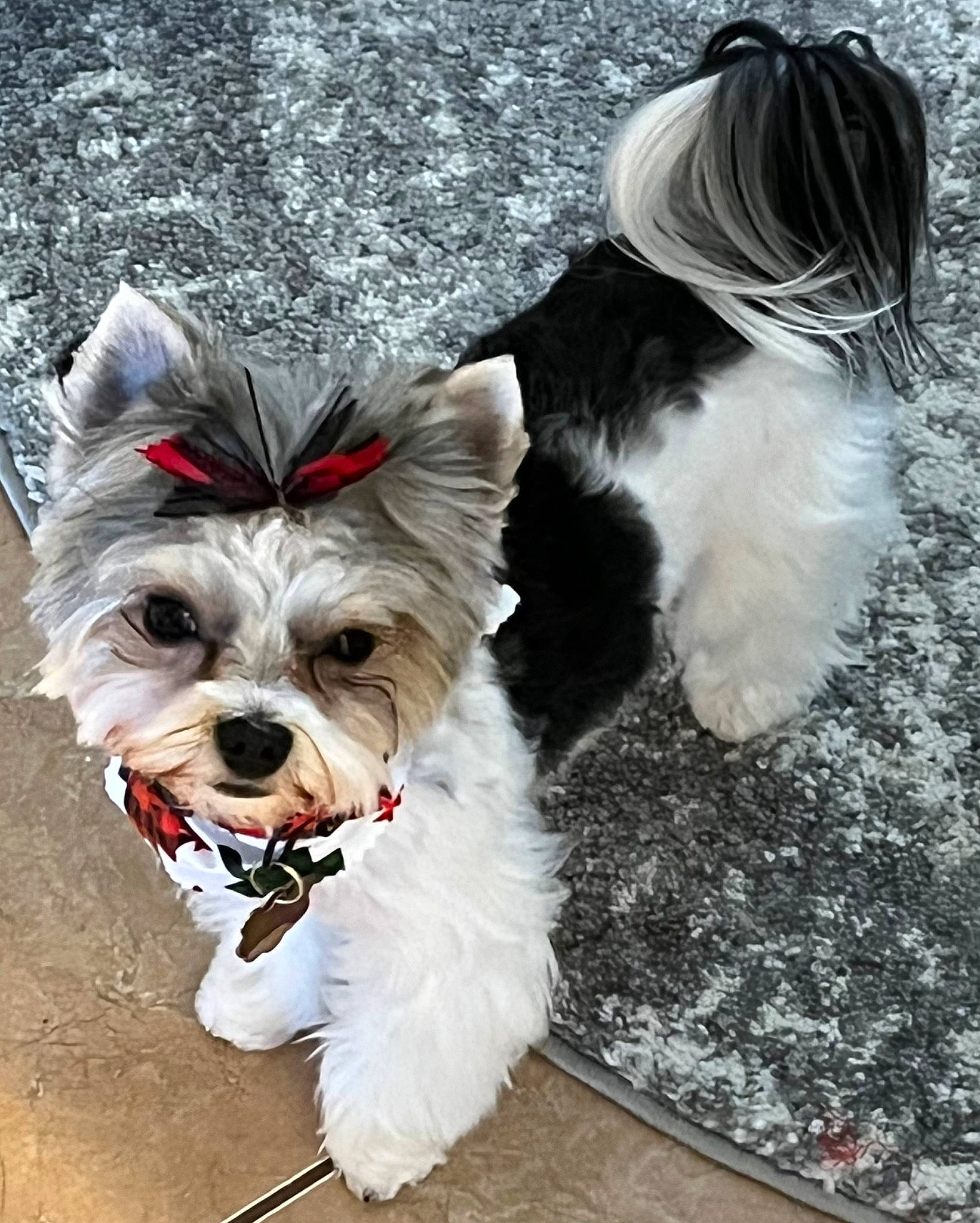 Brooklyn joined the competition — help win amazing prizes! biewer_terrier, canidae, carnivore, collar, companion_dog, dog, dog_breed, dog_collar, dog_supply, fashion_accessory, fawn, fur, leash, pet_supply, small_terrier, snout, sporting_group, tail, toy_dog, working_animal