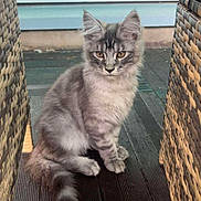 Aïko a rejoint le concours — aidez-le/la à gagner de superbes lots ! cat, kitten, gray_tabby, fluffy, sitting, wicker_chair, wooden_floor, indoor, window, curious, pet, animal, feline, young_cat, cute, domestic_cat, looking, golden_eyes, fur, calm