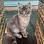 cat, kitten, gray_tabby, fluffy, sitting, wicker_chair, wooden_floor, indoor, window, curious, pet, animal, feline, young_cat, cute, domestic_cat, looking, golden_eyes, fur, calm