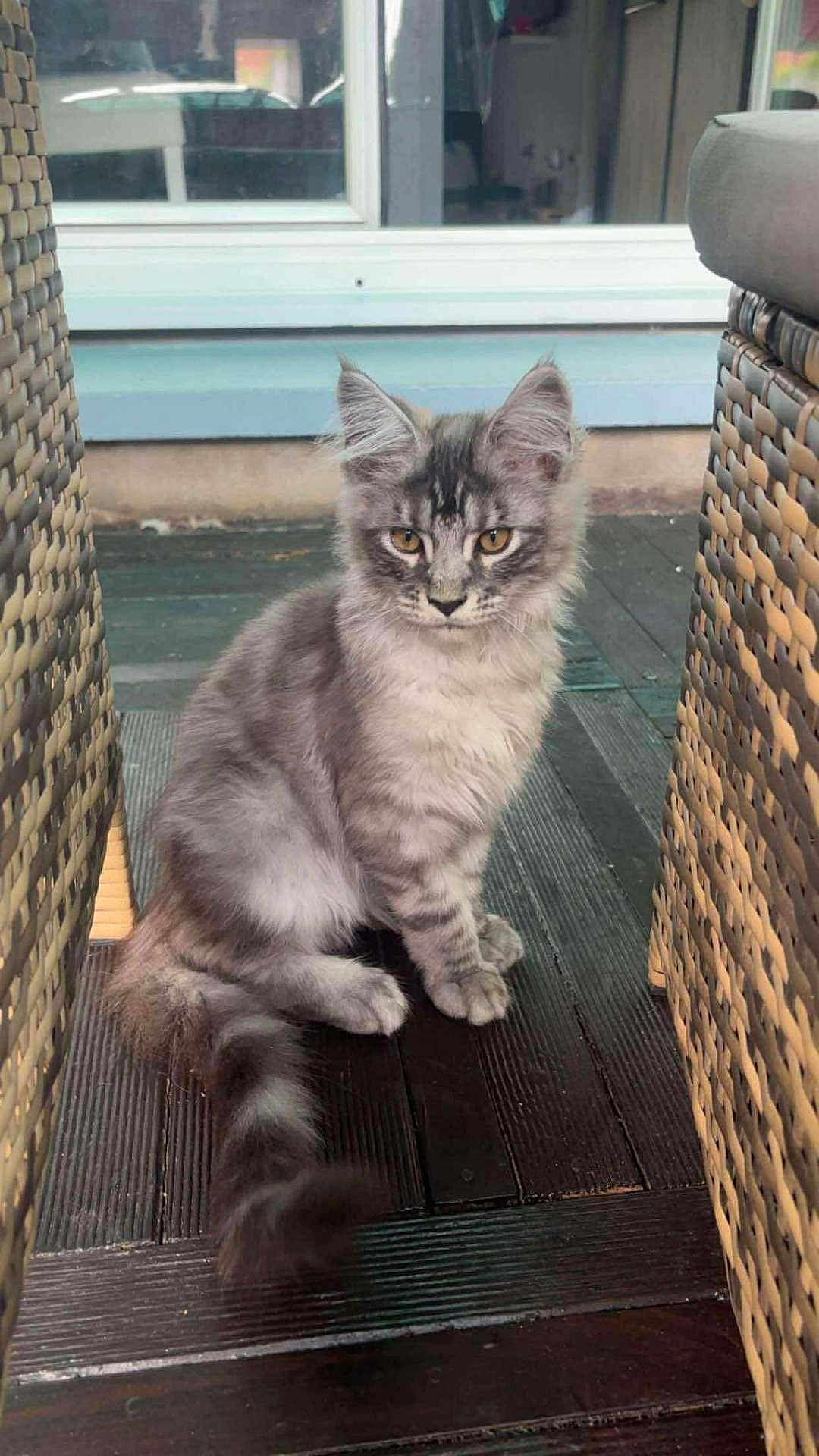 Aïko