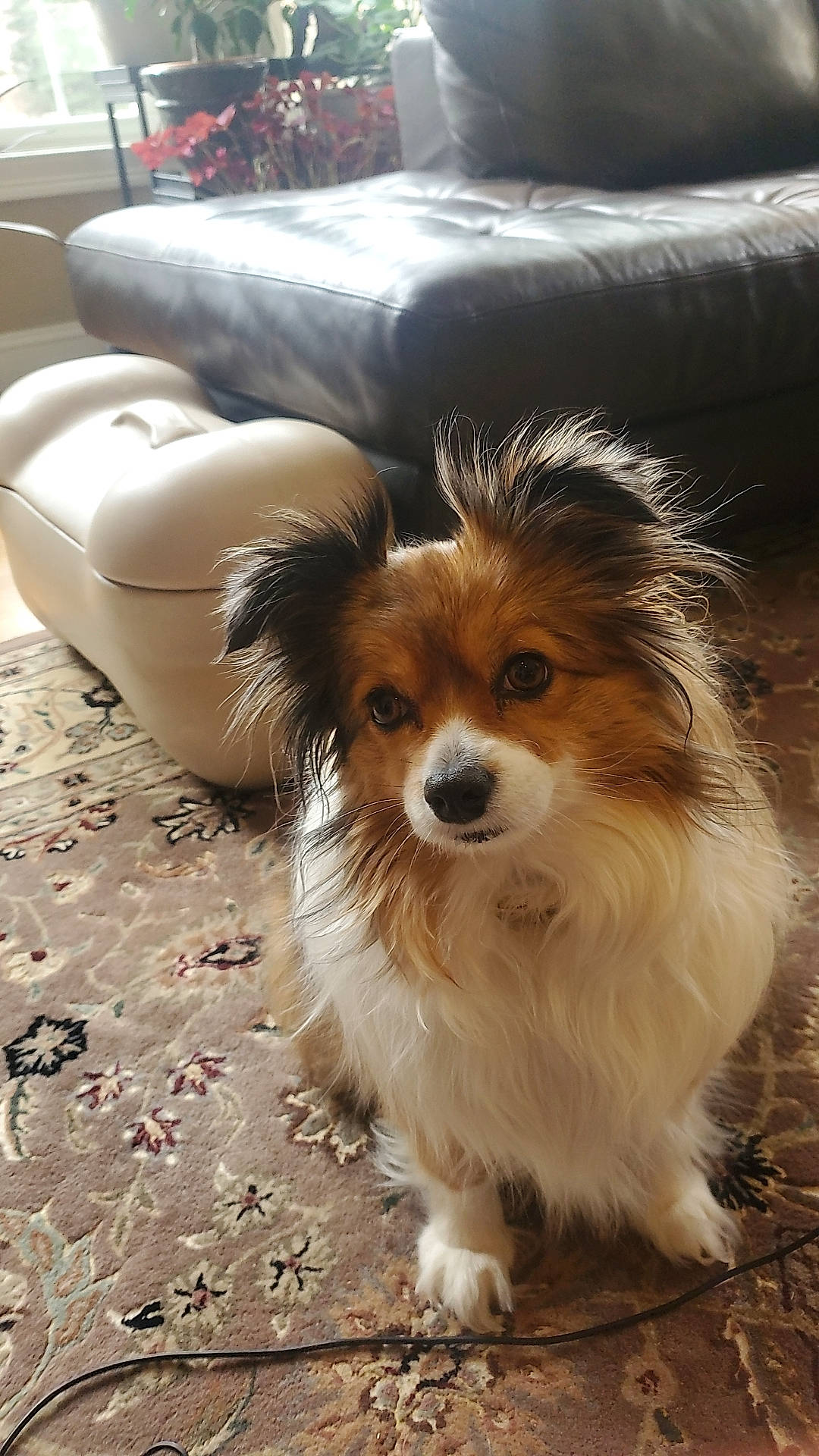 Rosie is registered to the contest to win money with this photo: canidae, car, carnivore, comfort, companion_dog, couch, dog, dog_breed, fawn, flooring, fur, liver, puppy, snout, sporting_group, tail, terrestrial_animal, toy_dog, whiskers, working_animal