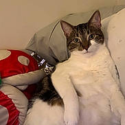 Zoey is registered to the contest to win money with this photo: animal, cat, comfort, cozy, cute, domestic, feline, fur, home, indoor, mushroom, pet, pillow, plush_toy, relaxed, resting, sitting, soft, tabby, white