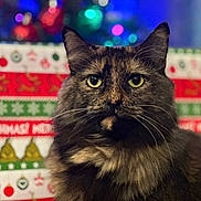 Paris joined the competition — help win amazing prizes! animal, background, blurred_lights, cat, christmas, closeup, decorations, feline, festive, fur, green, holiday, indoor, pet, portrait, red, tortoiseshell, whiskers, white, yellow_eyes
