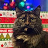 animal, background, blurred_lights, cat, christmas, closeup, decorations, feline, festive, fur, green, holiday, indoor, pet, portrait, red, tortoiseshell, whiskers, white, yellow_eyes