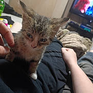 Sassy is registered to the contest to win money with this photo: blanket, blurred_background, casual, cat, couch, curious, ears, furniture, hand, human_arm, indoor, kitten, lap, living_room, person, pet, relaxed, seated, television, whiskers