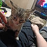 blanket, blurred_background, casual, cat, couch, curious, ears, furniture, hand, human_arm, indoor, kitten, lap, living_room, person, pet, relaxed, seated, television, whiskers
