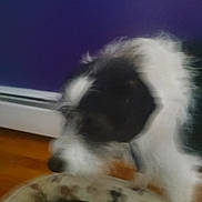 Dipstick is registered to the contest to win money with this photo: animal, background, black_and_white, blurry, close_up, collar, dog, domestic, floor, fur, head, household, indoor, pattern, pet, purple_wall, resting, side_view, sniffing, unfocused