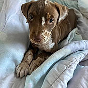 Ivory is registered to the contest to win money with this photo: animal, bed, blanket, brown, canine, closeup, cozy, cute, dog, fur, indoor, looking_up, paw, pet, puppy, resting, sleeping_area, soft, white_spots, young_dog