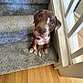 Ivory joined the competition — help win amazing prizes! puppy, dog, stairs, carpet, brown, white, indoor, wooden_floor, railing, pet, cute, looking_up, sitting, young_dog, animal, domestic_animal, floor, home, canine, adorable