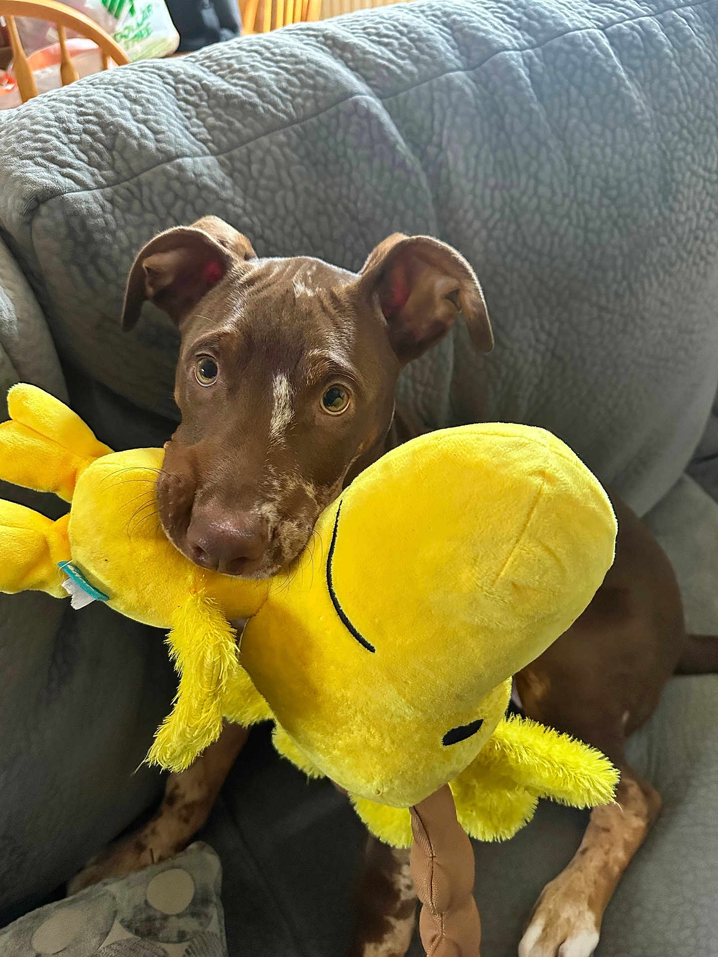 Ivory joined the competition — help win amazing prizes! dog, puppy, plush_toy, yellow_toy, couch, indoor, pet, brown_dog, speckled_dog, cute, playing, seated, furniture, looking_up, domestic_animal, soft_toy, relaxed, home, fluffy, toy_in_mouth