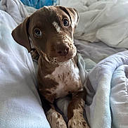 Ivory joined the competition — help win amazing prizes! puppy, dog, brown, white, spots, blanket, bed, cute, pet, animal, young, fur, indoor, lying_down, eyes, paw, comfort, cozy, soft, curious