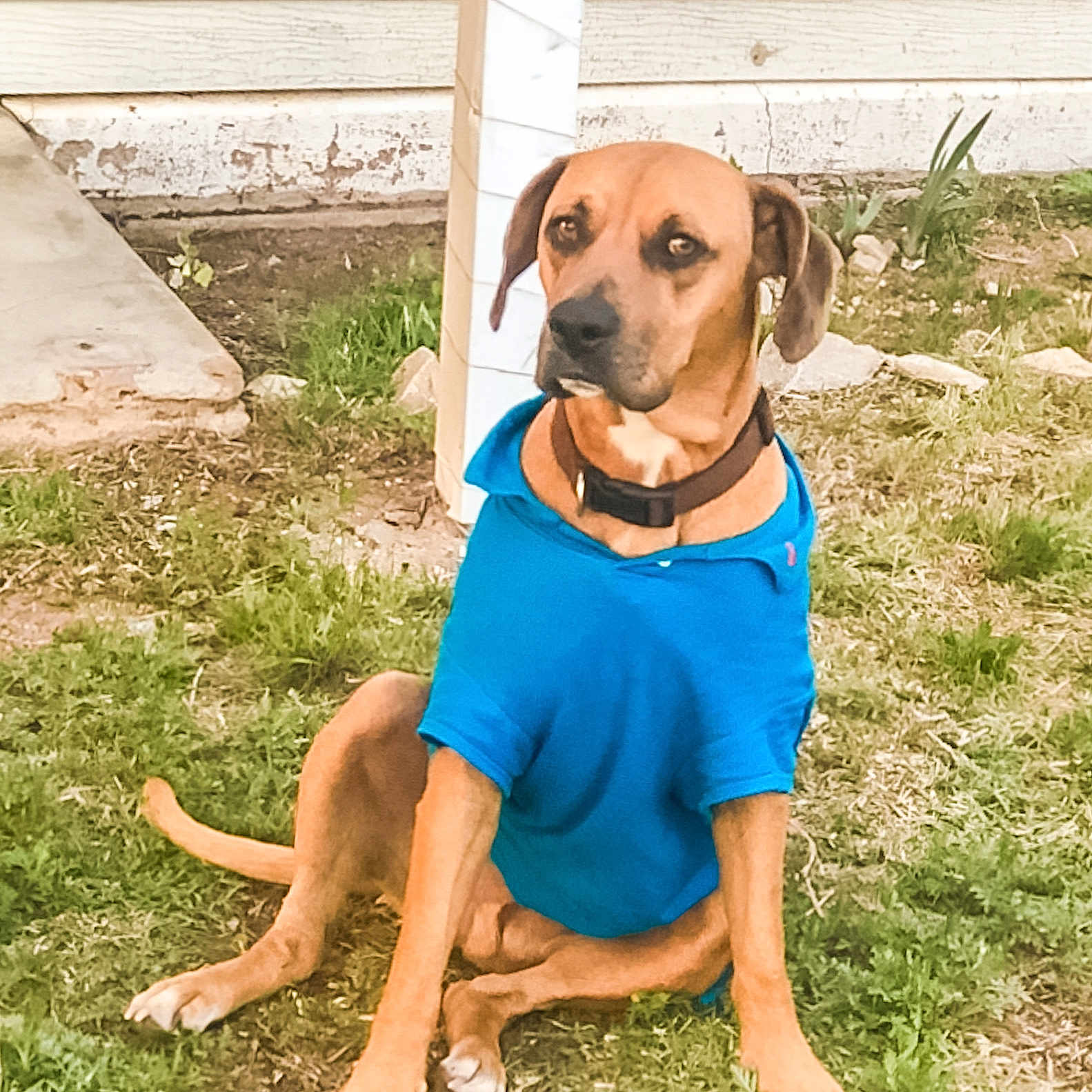 Elvis