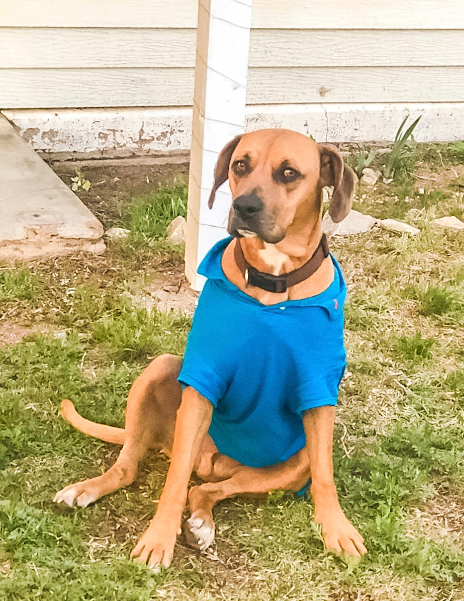 Elvis