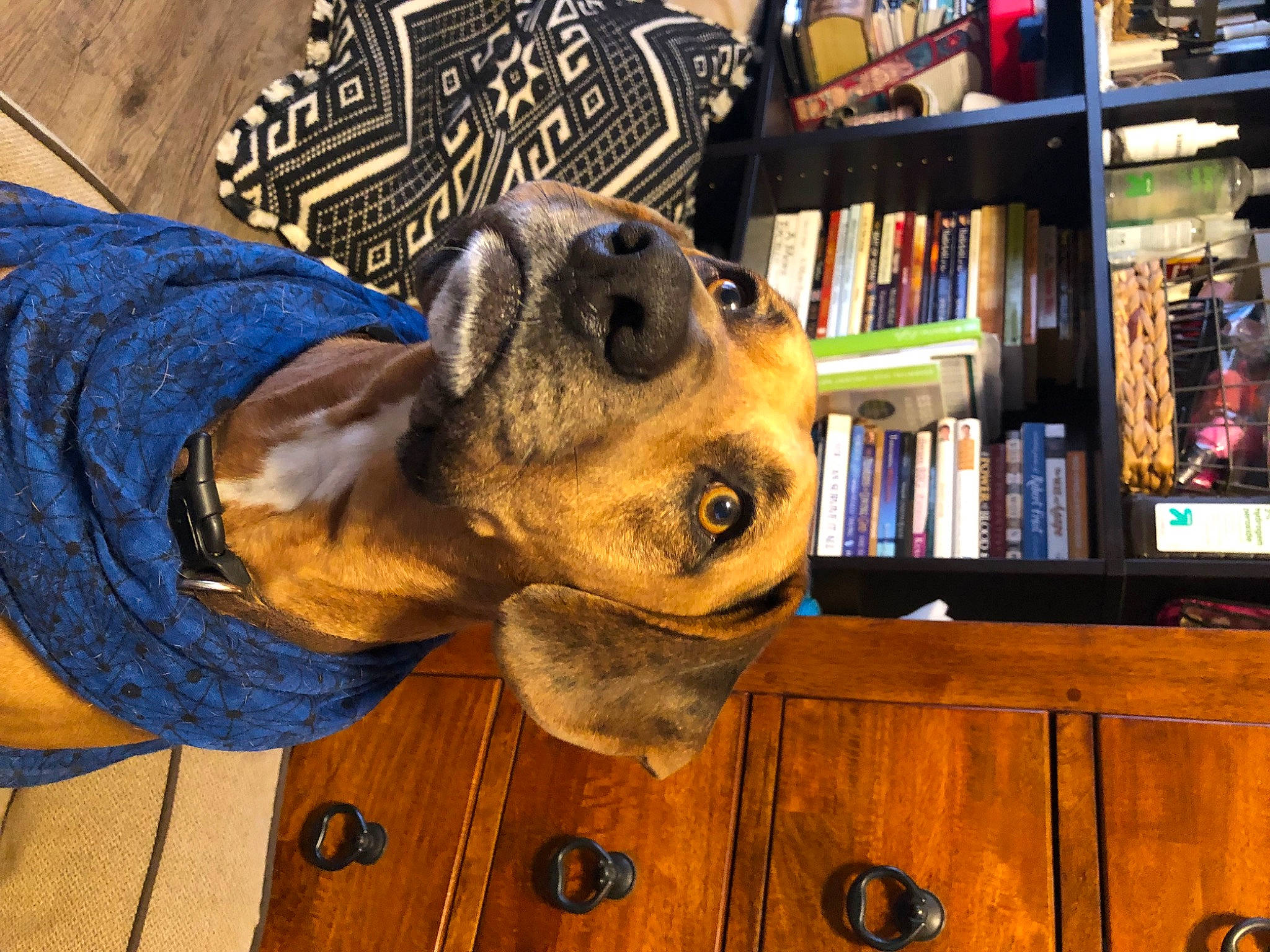 Elvis is registered to the contest to win money with this photo: book, bookcase, cabinetry, carnivore, companion_dog, dog, dog_breed, ear, electric_blue, eye, fawn, fur, head, publication, shelf, shelving, snout, sunglasses, wood, working_animal