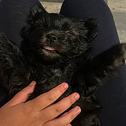 Douglas is registered to the contest to win money with this photo: adorable, animal, black_fur, closeup, comfort, cozy, cute, dog, furry, hand, human_hand, indoor, lap, pet, puppy, relaxed, resting, sleepy, small_dog, tongue_out
