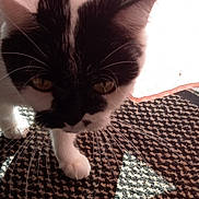 Neige a rejoint le concours — aidez-le/la à gagner de superbes lots ! cat, black_and_white, tuxedo_cat, animal, pet, feline, whiskers, ears, eyes, paw, fur, close_up, portrait, indoor, carpet, patterned_floor, window, sunlight, curious, cute