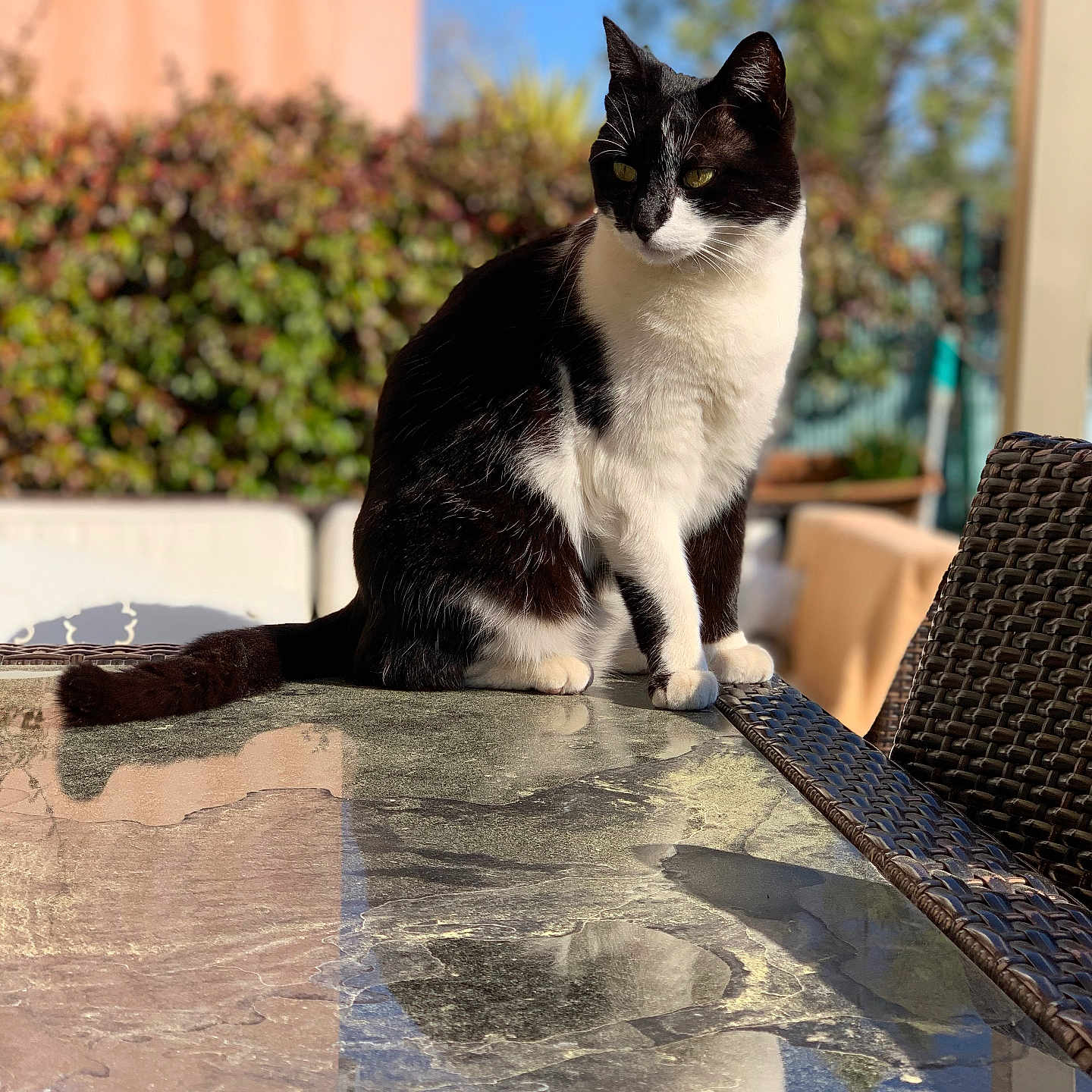Mina participe au concours pour gagner de l'argent avec cette photo : animal, black_and_white, blurred_background, calm, cat, daylight, domestic_cat, furniture, greenery, marble, nature, outdoor, pet, portrait, reflection, relaxed, sitting, sunlight, sunny, table