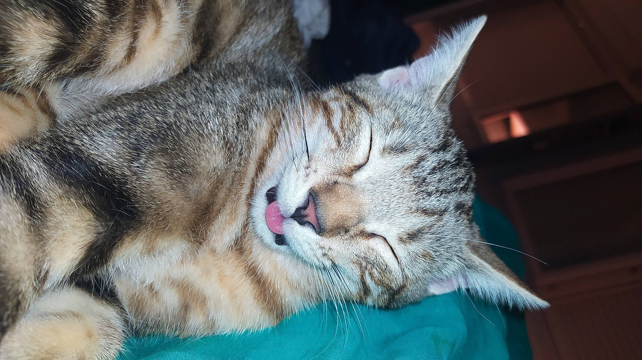 Léo a rejoint le concours — aidez-le/la à gagner de superbes lots ! carnivore, cat, claw, comfort, domestic_short_haired_cat, felidae, fur, nap, paw, sleep, small_to_medium_sized_cats, snout, terrestrial_animal, whiskers, wildlife