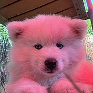Aïka a rejoint le concours — aidez-le/la à gagner de superbes lots ! puppy, dog, fluffy, pink_light, grass, outdoor, close_up, cute, pet, animal, nose, ears, paw, young_dog, nature, shade, wood, greenery, adorable, face